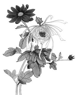 水墨菊花