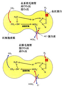 红细胞和蛋白质