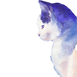 猫咪侧颜素材图片