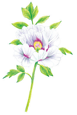 紫荆花儿图片素材