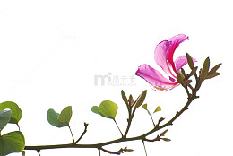 一朵紫荆图片素材
