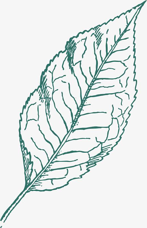 桑叶手绘