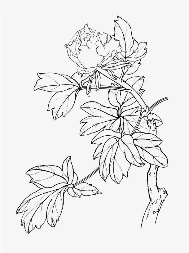 关键词 : 牡丹,花卉线稿,白描[声明] 觅元素所有素材为用户免费分享