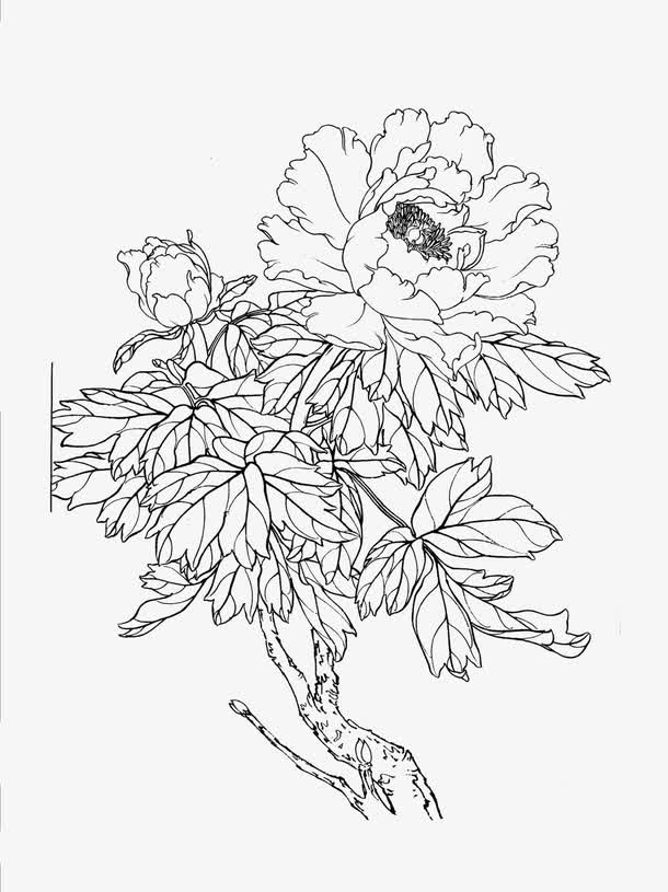 关键词 : 牡丹,花卉线稿,白描[声明] 觅元素所有素材为用户免费分享