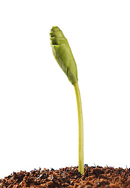 鲜嫩枝芽