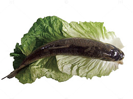 生菜包草鱼