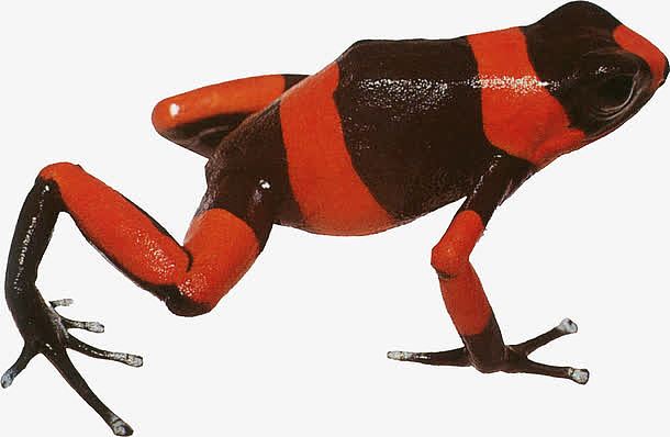 红黑条纹的青蛙