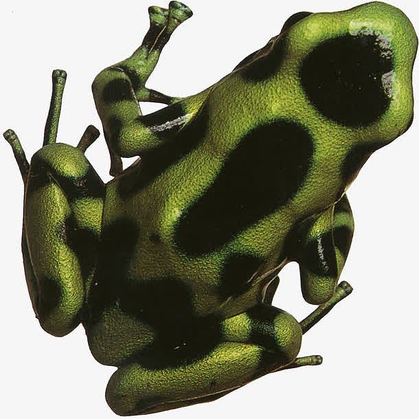 绿色黑斑点的青蛙
