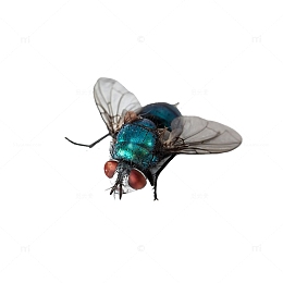 苍蝇昆虫