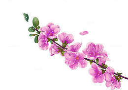 一支手绘梅花