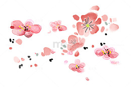 梅树梅花图片素材