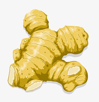 生姜png手绘卡通茶具设计aipng生姜png手绘红糖姜茶元素aipng一块生姜