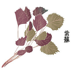 手绘紫苏