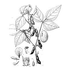 植物黄豆手绘风