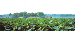 大明湖风光