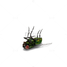 绿色死苍蝇