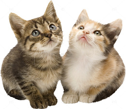 两只猫咪