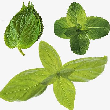 闻气味素材_闻气味图片元素-觅元素