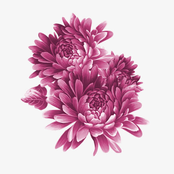 牡丹免抠素材免费下载_觅元素51yuansu.com