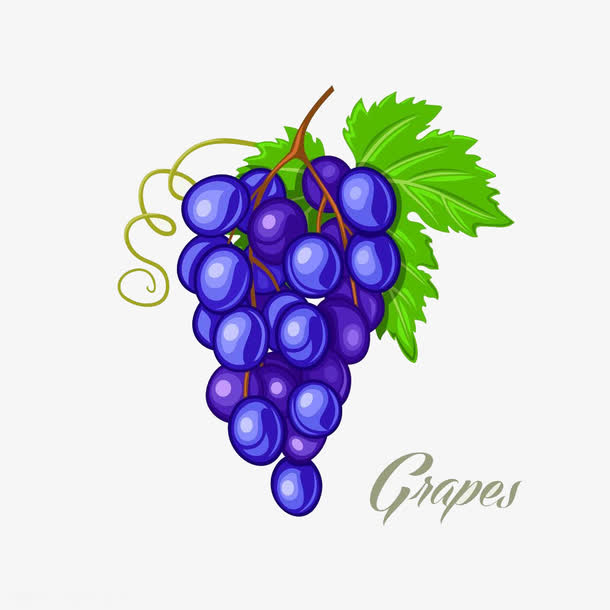 手绘蓝色葡萄素材