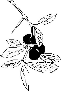 手绘杨梅