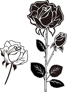 黑白玫瑰花