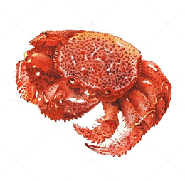 红毛螃蟹
