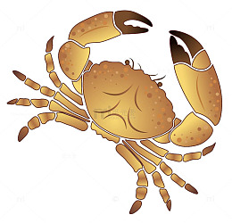手绘海蟹素材图