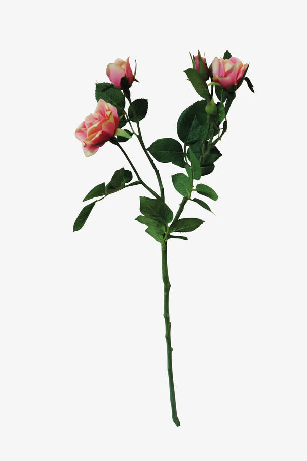 月季花素材免费下载_觅元素