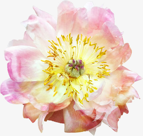 月季花免抠素材免费下载_觅元素51yuansu.com