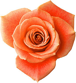 月季花