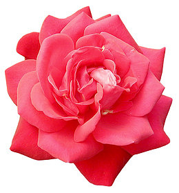 红色月季花