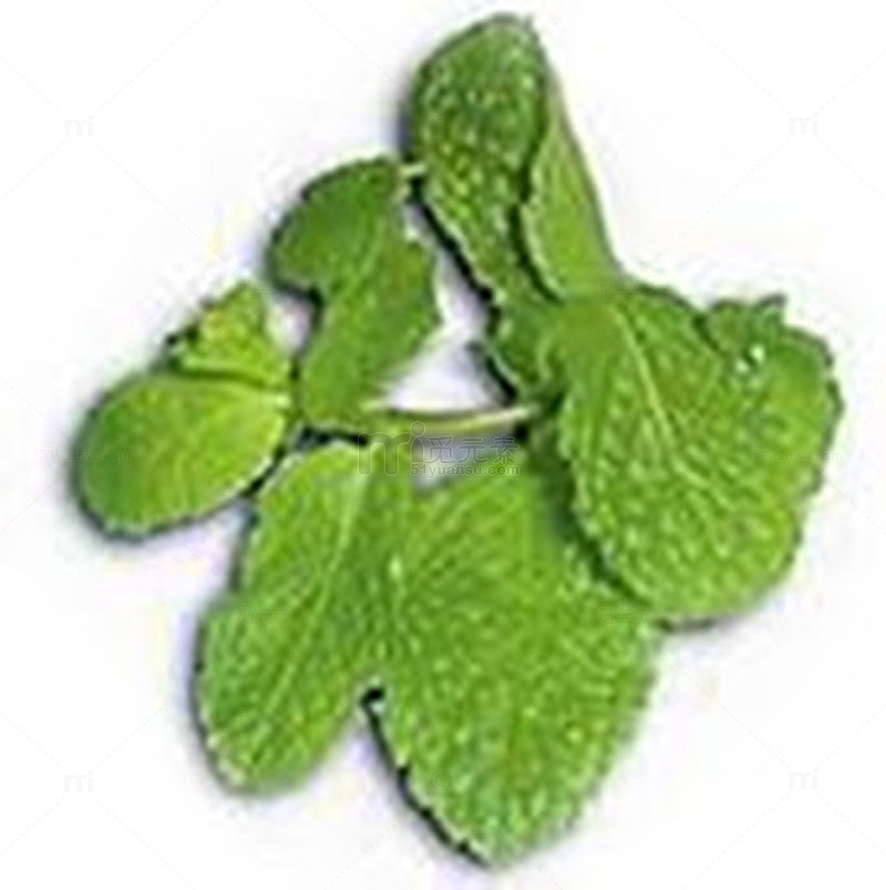 薄荷