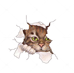 破纸与猫咪