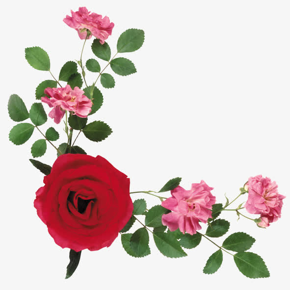 月季花免抠素材免费下载_觅元素51yuansu.com