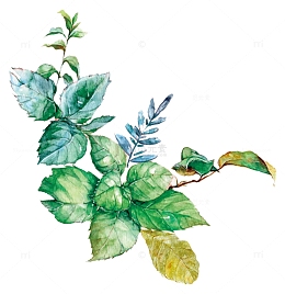 水彩绘薄荷叶子