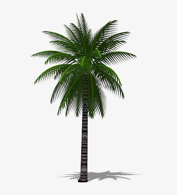 一棵3D棕榈树