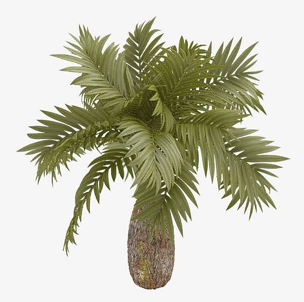 棕榈树3d模型素材