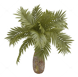 棕榈树3d模型素材
