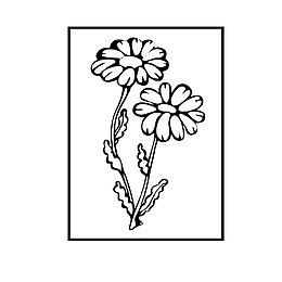 长方形边框里的花朵
