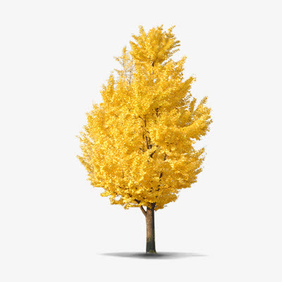 银杏树素材免费下载_觅元素