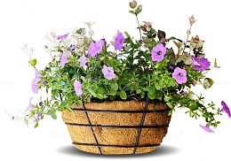 鲜花
