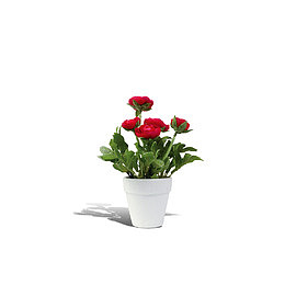 一盆花