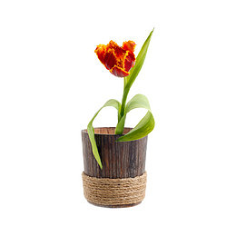 一盆花