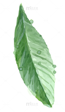 手绘绿叶