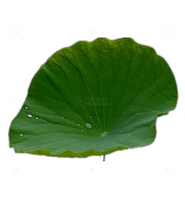 一大片荷叶