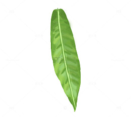 手绘树叶