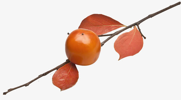 一个柿子图片下载