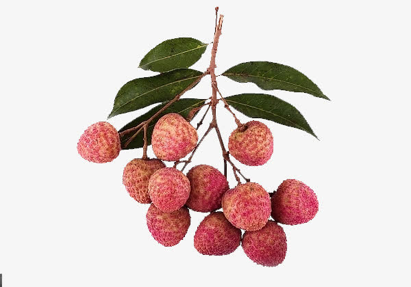 荔枝素材免费下载_觅元素