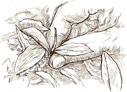 采摘茶叶矢量图